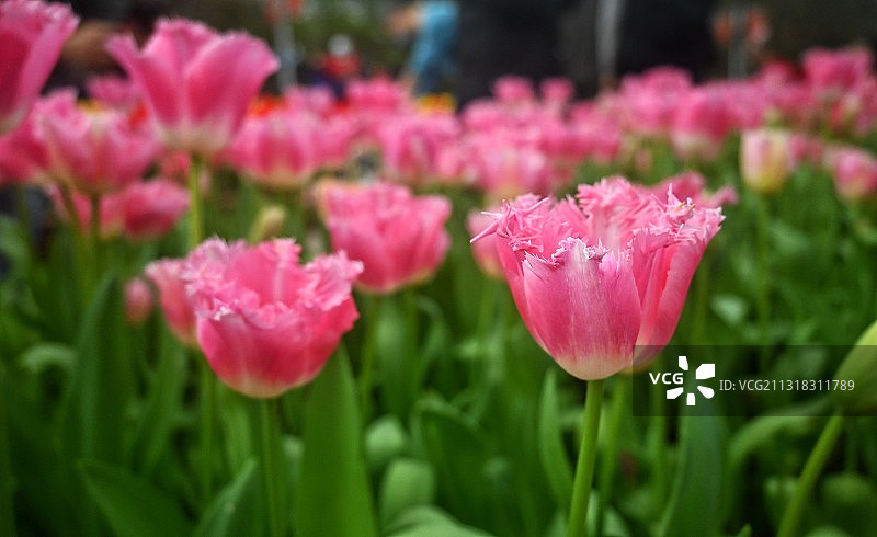 姹紫嫣红图片素材