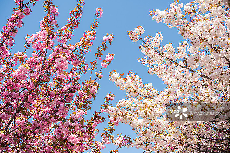 春天公园里盛开的日本樱花图片素材