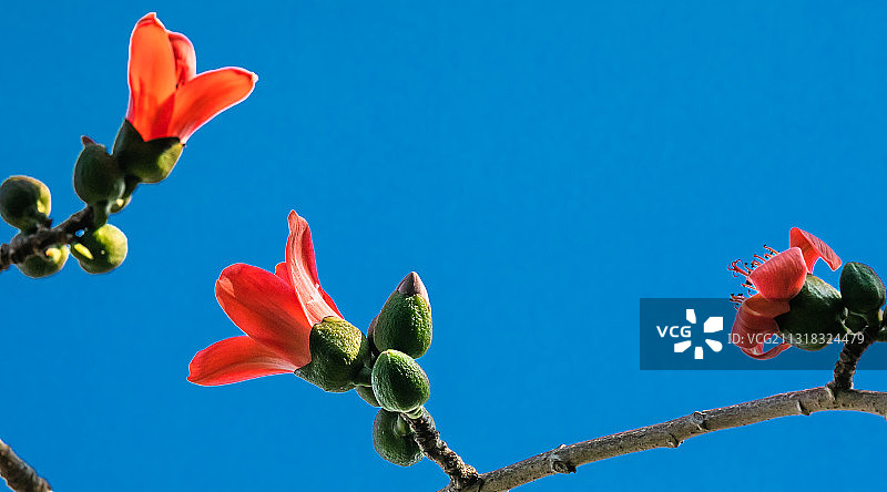 海南省五指山昌江木棉花红棉特写素材背景图片素材