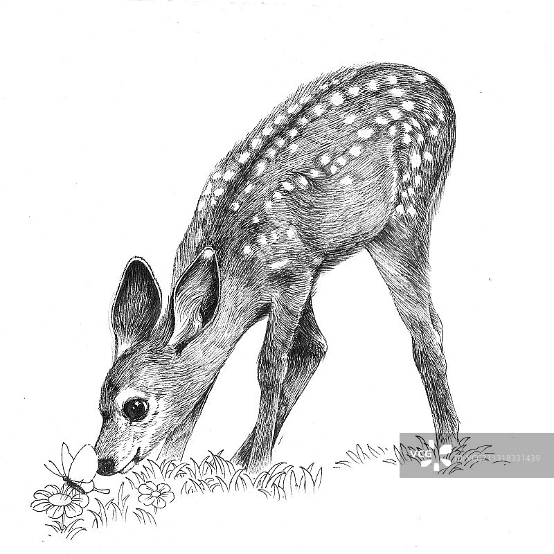 一组黑白小动物插图图片素材