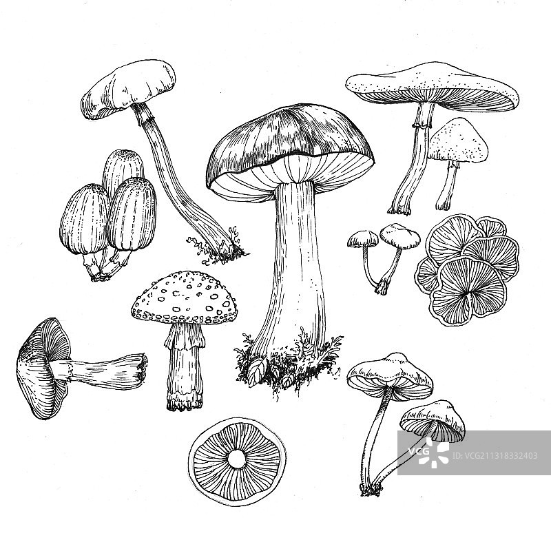 一组植物图片素材