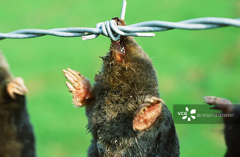 英国坎布里亚郡佩恩里斯附近的带刺铁丝网上的鼹鼠图片素材