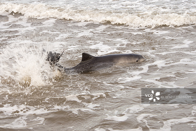 搁浅在英国诺森伯兰海岸纽顿海滩的港湾鼠海豚图片素材