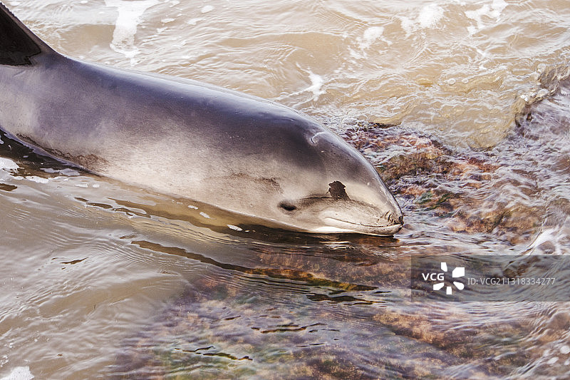 搁浅在英国诺森伯兰海岸纽顿海滩的港湾鼠海豚图片素材