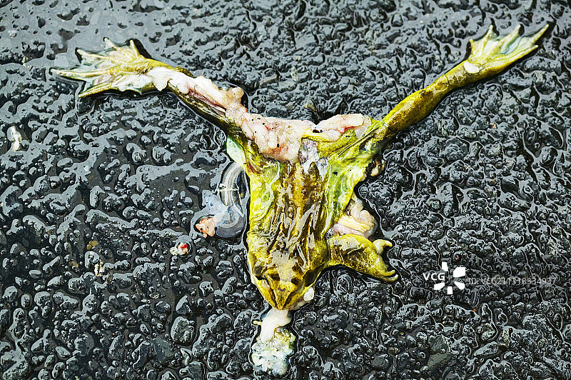 被汽车压扁的青蛙，英国安布尔赛德图片素材
