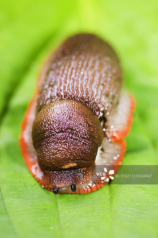 英国安布尔赛德的花园蛞蝓图片素材