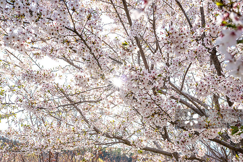 樱花盛开的季节图片素材