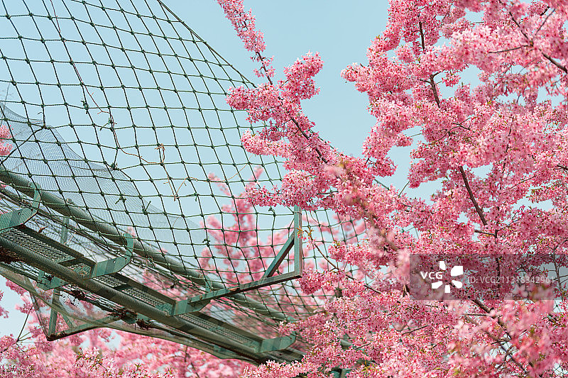 成都春天漫花庄园樱花树下图片素材