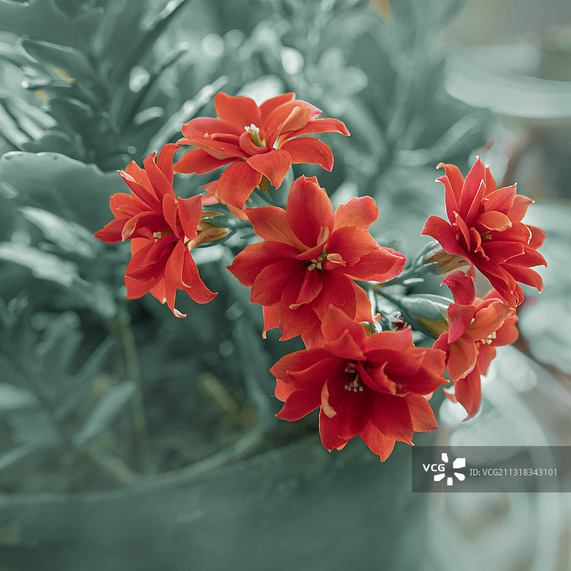 长寿花图片素材