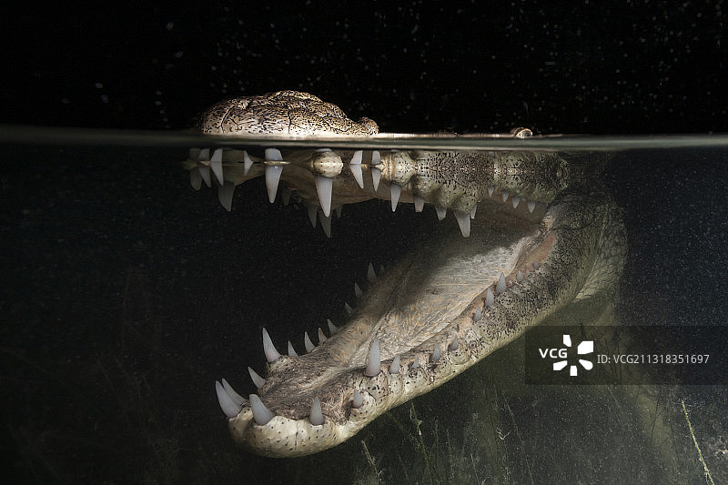 莫瑞雷鳄，墨西哥尤卡坦半岛坎昆图片素材