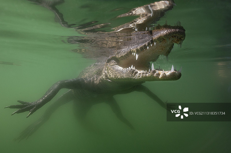 莫瑞雷鳄，墨西哥尤卡坦半岛坎昆图片素材