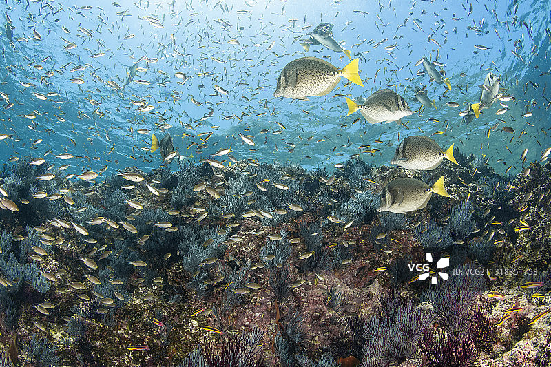 黄尾粗皮鲷鱼群图片素材