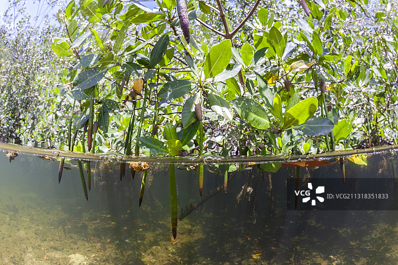 墨西哥尤卡坦半岛坎昆红树林图片素材