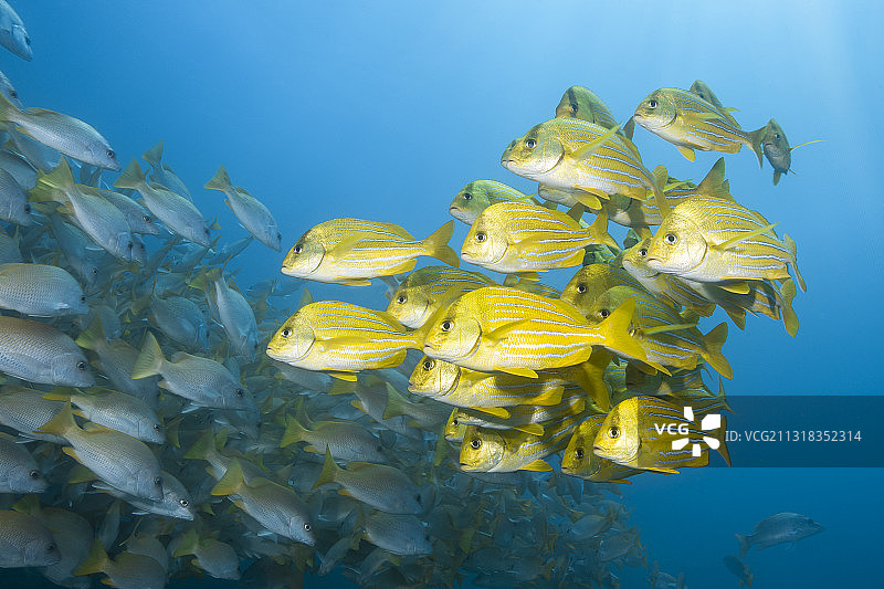 墨西哥南下加利福尼亚州普尔莫角条纹猪鱼图片素材