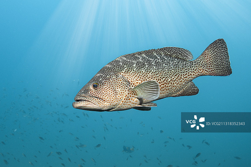 墨西哥南下加利福尼亚州普尔莫角海湾石斑鱼图片素材