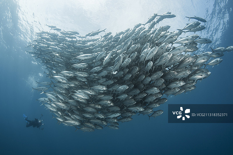 潜水员和成群的大眼鲹，墨西哥南下加利福尼亚州普尔莫角图片素材