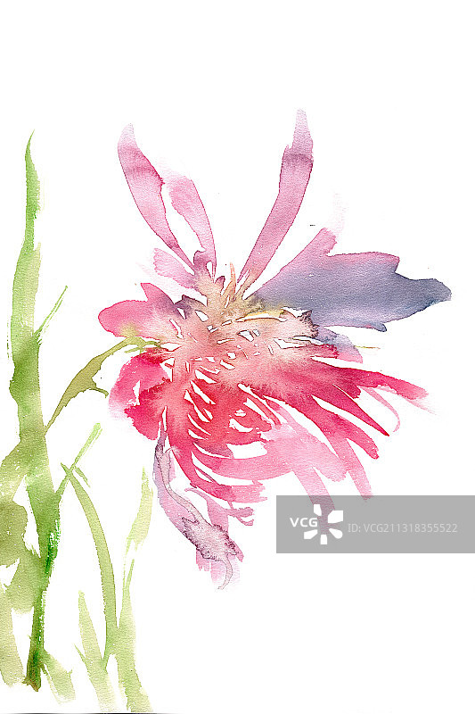 盛开的菊花图片素材