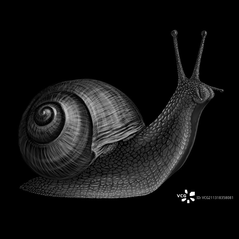蜗牛图片素材
