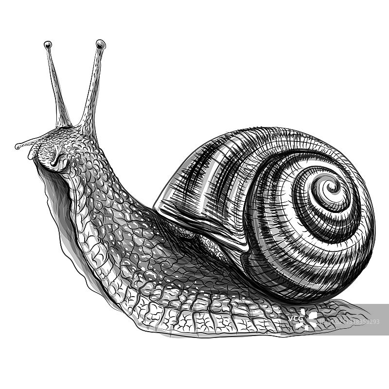 蜗牛素描图形画像图片素材