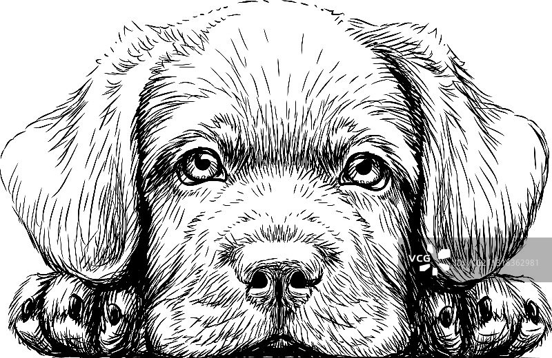 拉布拉多幼犬图片素材