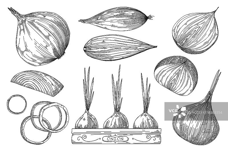 白色背景上手绘洋葱草图图片素材