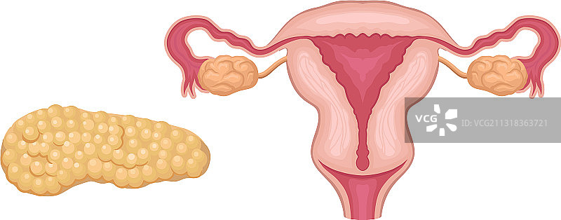 女性生殖系统和胰腺人体示意图图片素材