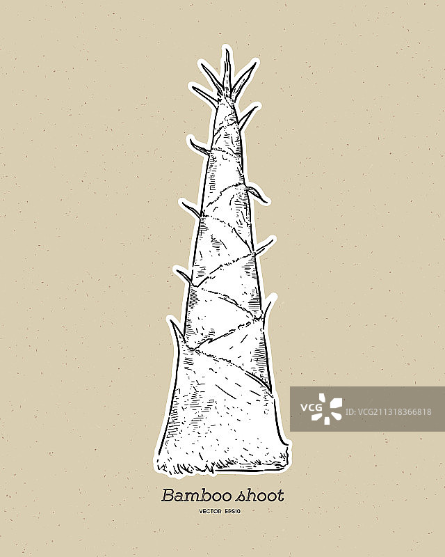 手绘竹笋草图图片素材