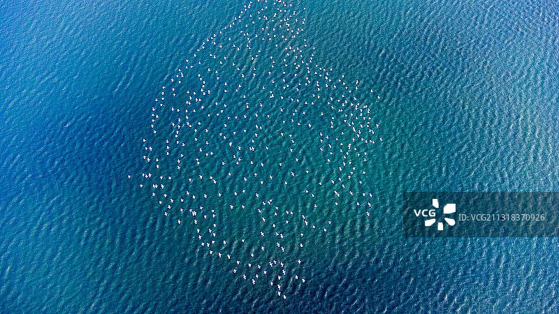 飞鸟与鱼图片素材