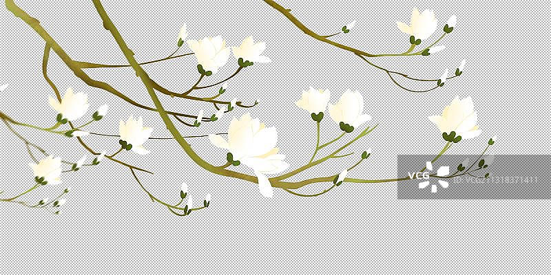 春天唯美设计元素玉兰花图片素材