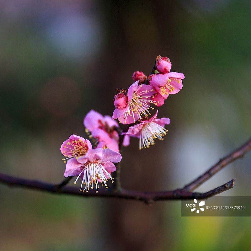 梅花开了图片素材