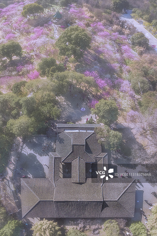 早春的江苏无锡梅园诵豳堂周围开满了梅花图片素材