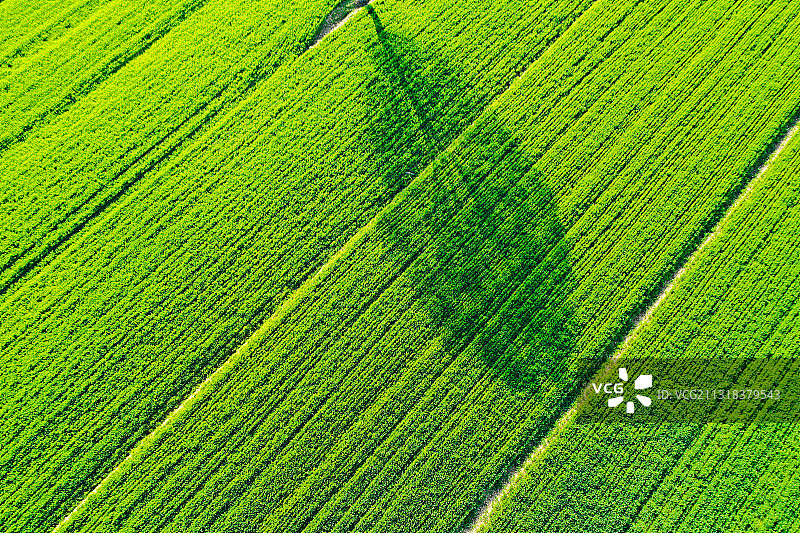 麦田里的影子图片素材