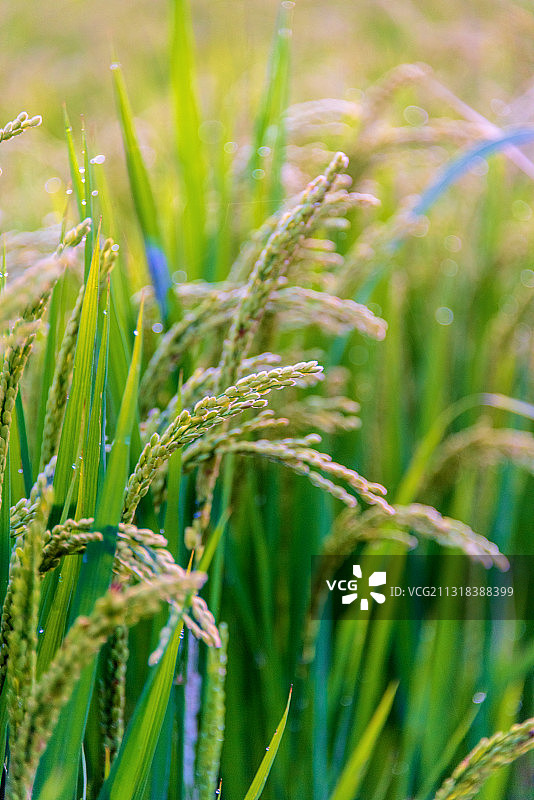 田地间生长的水稻稻穗图片素材