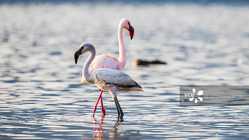 博格利亚湖火烈鸟图片素材