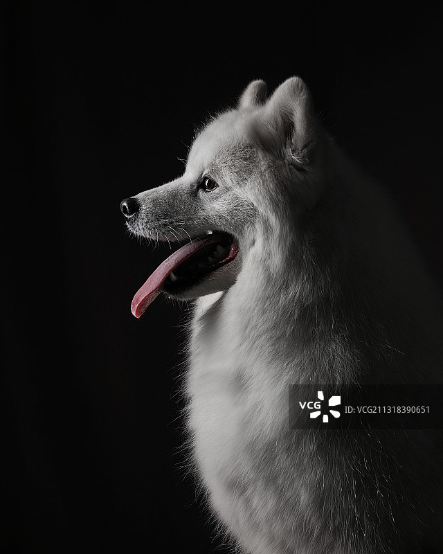 萨摩耶犬肖像图片素材