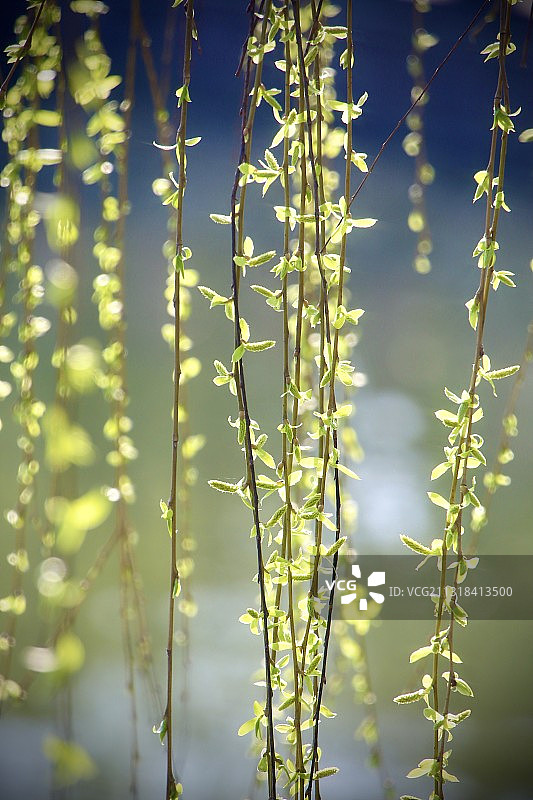 Spring Is Coming 春来了图片素材