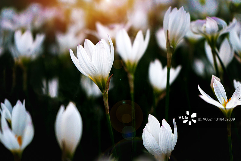 东湖边的葱莲花丛图片素材