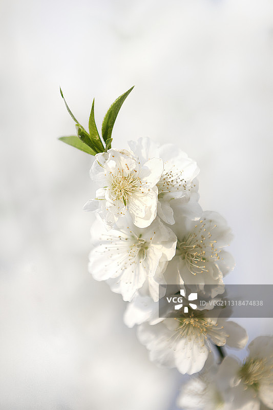 春天里盛开的樱花图片素材