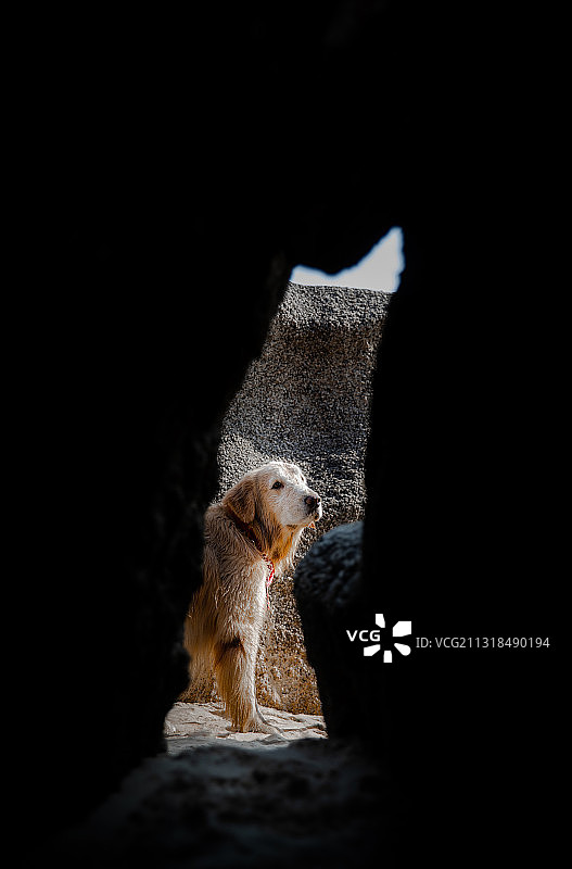 5岁的牛牛图片素材