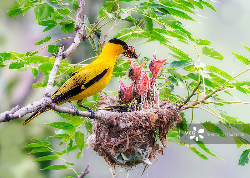 黄鹂鸟儿正在喂食雏鸟。图片素材