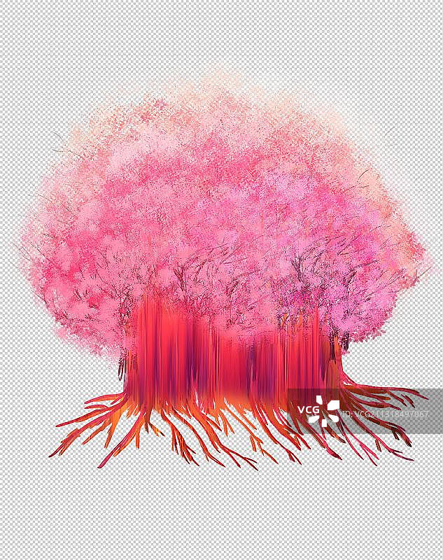 一颗樱花树图片素材