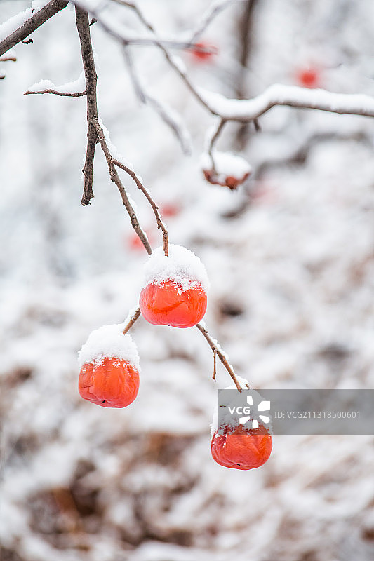 雪柿图片素材