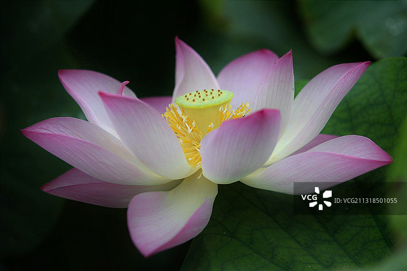 花仙子图片素材