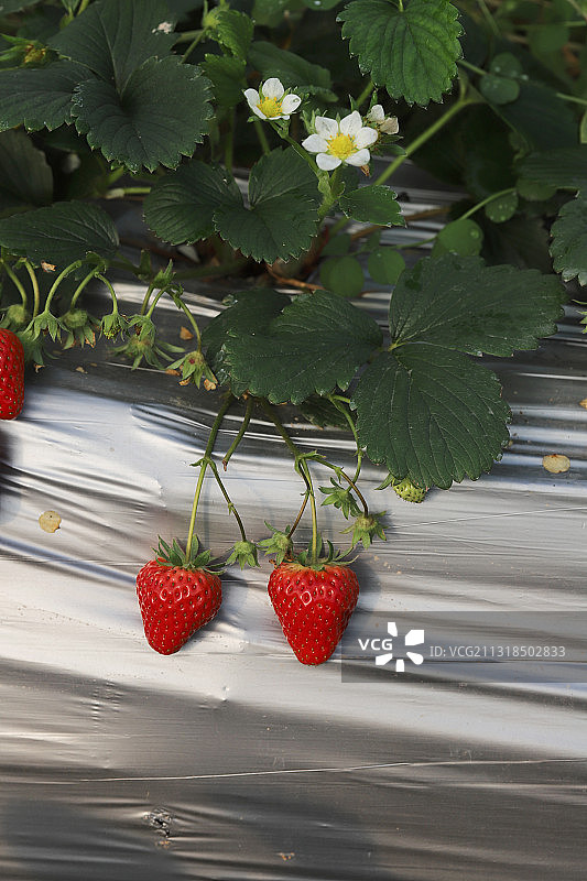 草莓熟了图片素材