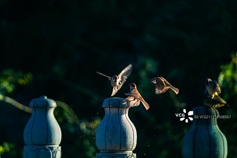 麻雀之间的鸟语对话。图片素材