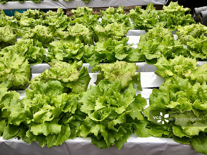 德国柏林，容器中蔬菜的俯视图图片素材