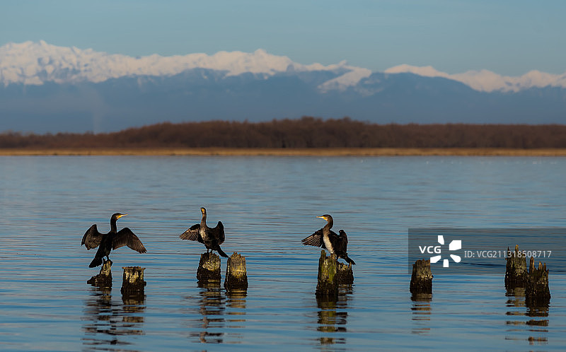 两只鸟飞过湖面，波季，格鲁吉亚图片素材