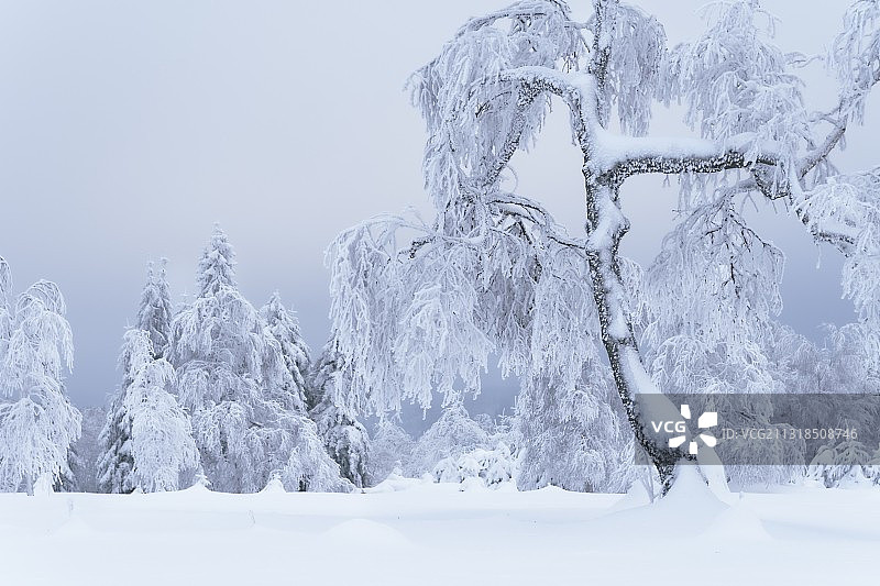 德国巴伊尔斯布龙克尼比斯雪地树木图片素材