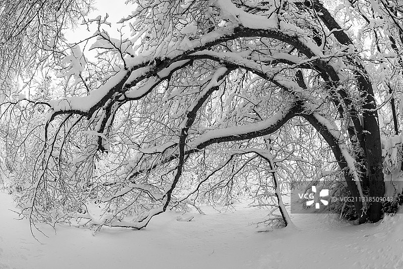 低角度的裸露的树对天空图片素材
