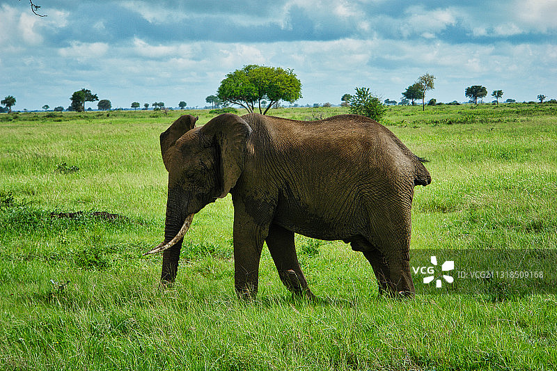 坦桑尼亚米库米平原上觅食的非洲象图片素材